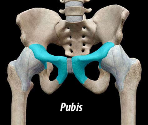 photos pubis|Pubis: anatomy and function .